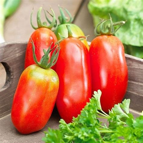 9 Best Roma Tomato Varieties Types Of Roma Tomatoes