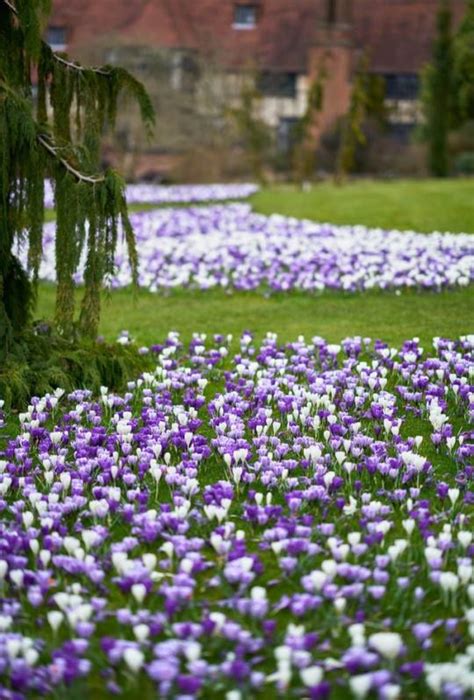 Spring Crocus Display At The Rhs Garden Wisley In Surrey England 📷