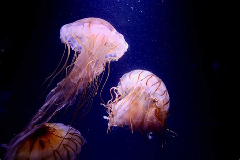 What Do Jellyfish Eat And How Do They Do It American Oceans
