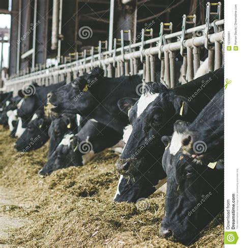 Modern Farm Cowshed With Milking Cows Eating Hay Stock Image Image Of