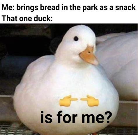 Yes Duck Is For You Memes