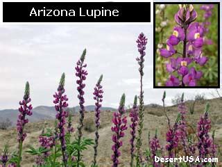 This is the arizona lupine. Blue and Purple Desert Wildflowers - DesertUSA