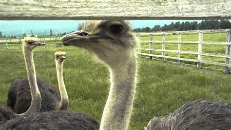 Ostrich Farm Youtube
