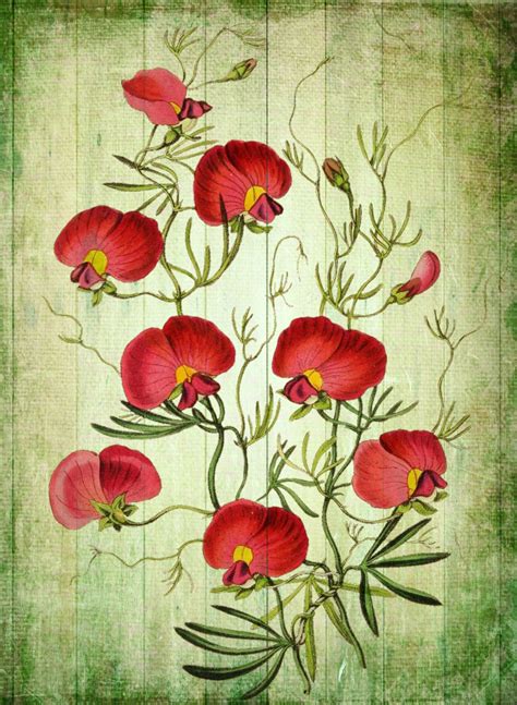 Vintage Floral Art Illustration Free Stock Photo Public Domain Pictures
