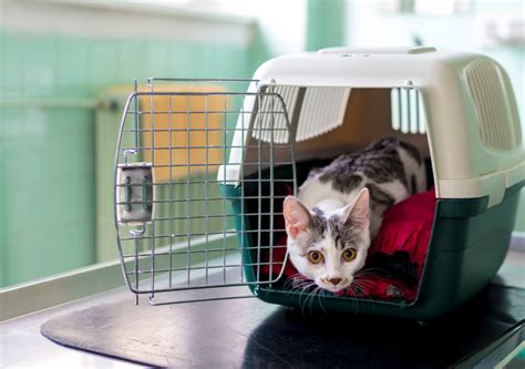 What To Expect After Spayingneutering Your Cat Large House Cats