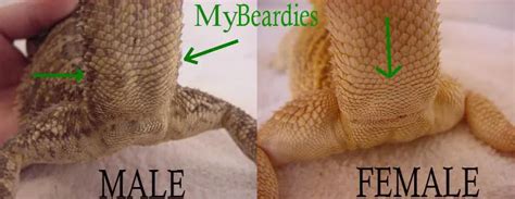 How To Sex A Bearded Dragon And Tell Their Age 6 Proven Methods
