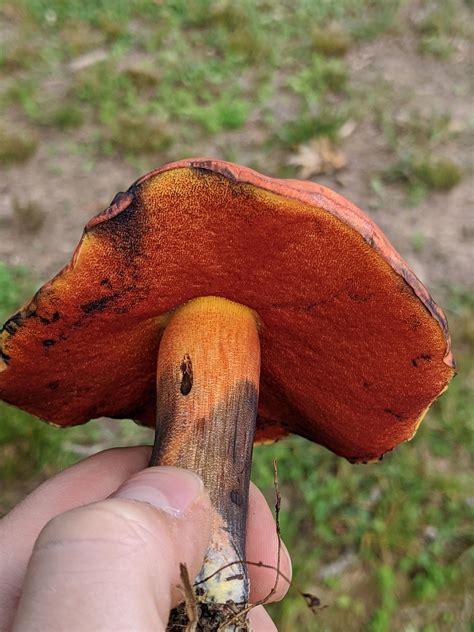 The Stunningly Vibrant Boletus Subvelutipes No Filter Rmycology