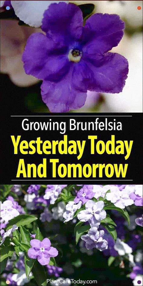 Shop now & save on a fresh flower delivery! Yesterday Today And Tomorrow Plant - Fragrant, Sweet ...