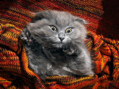 kitten orange gris face funny cat pisica hd wallpaper peakpx