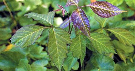 Poison Ivy 5 Things You Should Know