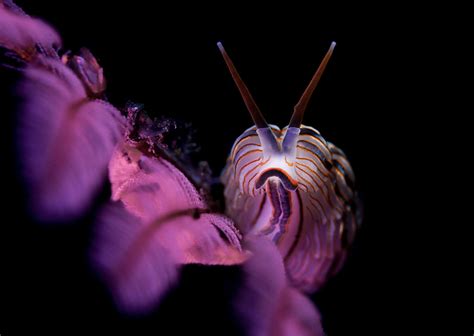 Underwater Macro Photography With Lilian Koh A Tiny Life In The Deep