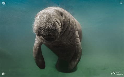 Manatee Hd Wallpapers Top Free Manatee Hd Backgrounds Wallpaperaccess