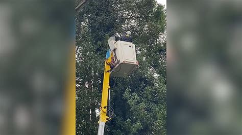 Watch Villagers Build Scaffolding Tower To Rescue Kitten Stuck Up Tree