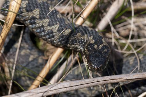 Yorkshire Field Herping And Wildlife Photography Now For The Amphibians