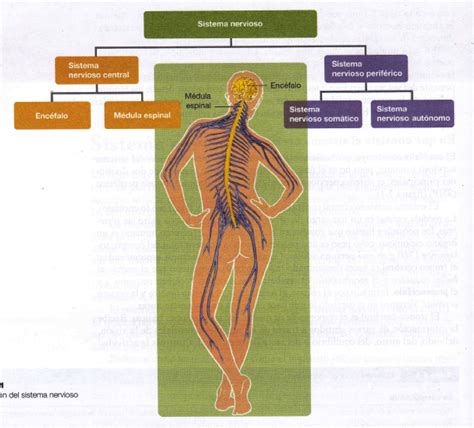 Foto Diagrama De Sistema Nervioso Sistema Nervioso Humano Diagrama Vrogue