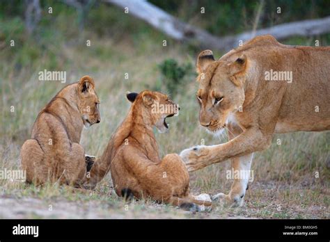 Lioness Panthera Leo Gently Swatting One Of Her Cubs Stock Photo Alamy