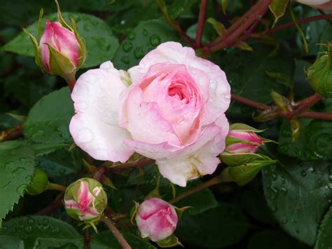 Mini Eden Rose Stem Rose 90 100 Cm Rosarium Lottum