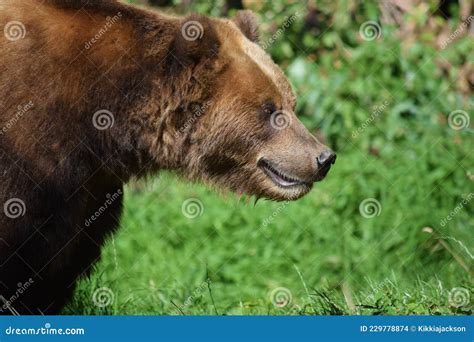Kamchatka Brown Female Bear Focusing Portrait Stock Photo Image Of
