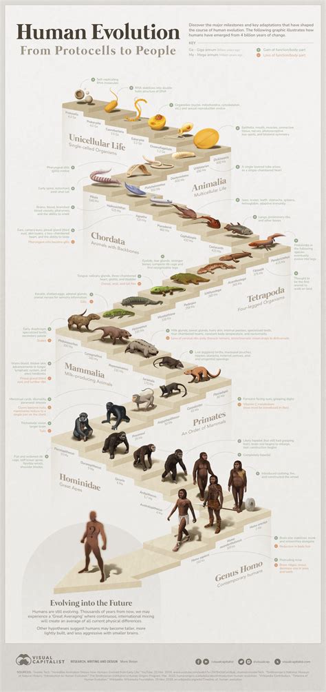 Visualized The 4 Billion Year Path Of Human Evolution