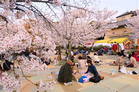 2018 Cherry Blossoms Are Early But You Can Still Do Last Minute Hanami In Japan Gaijinpot