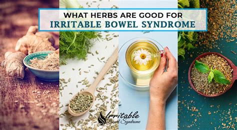 What Herbs Are Good For Irritable Bowel Syndrome Irritable Bowel Syndrome