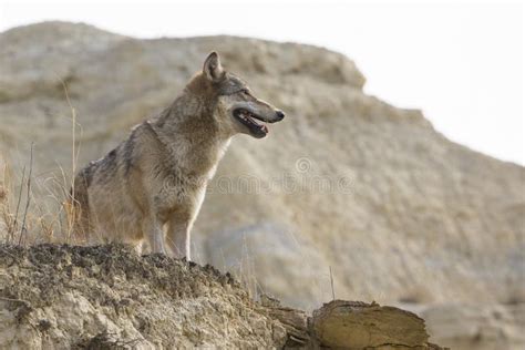 Female Wolf Standing Near Cliffs Edge Stock Photo Image Of Canidae
