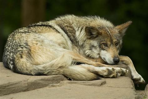 Mexican Grey Wolf Conjour