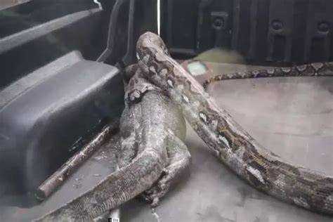 Gigantic 14ft Python Regurgitates Massive Monitor Lizard It Swallowed