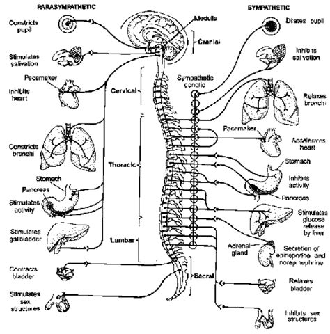Simple Autonomic Nervous System Diagram