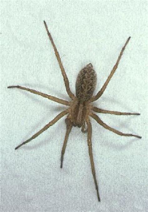 Spider Information Brown Recluse Hobo And Black Widows The Hobo
