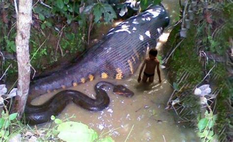 Know About The Biggest Snakes Of World Newstrack English 1