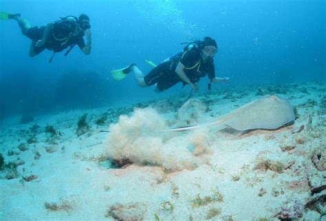 Sea Paradise Day Diving Fernando De Noronha 2022 Lo Que Se Debe Saber Antes De Viajar