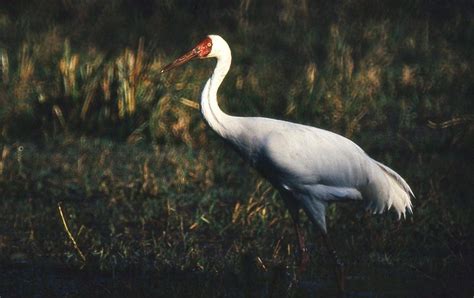 Last Siberian Crane Returns To Iran Birdguides