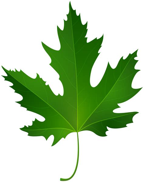 Maple Leaf Green Clip Art Maple Leaf Png Download 63178000 Free