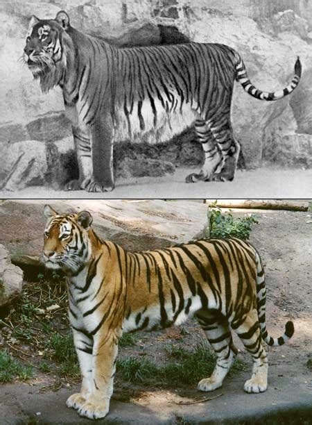 Extinct Tiger Lives On In Close Relative Science Aaas