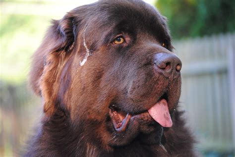 Today Is National Slobber Appreciation Day - My Brown Newfies