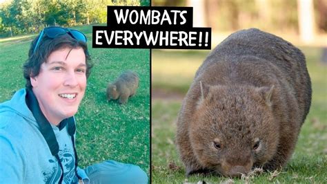 Kangaroo Valley Wombats Everywhere Southern Highlands Nsw