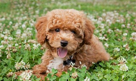 Teacup Poodle Complete Guide To Micro Teacup And Toy Poodles Bark Friend