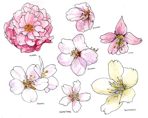 The Best Free Sakura Drawing Images Download From 605 Free Drawings Of