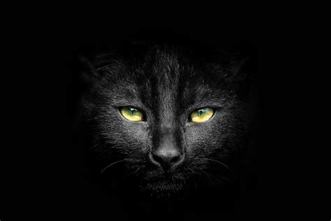 45 Best Enchanting Black Cat Photos And Images 500px