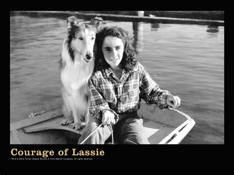 Courage Of Lassie Elizabeth Taylor Wallpaper 5134661 Fanpop