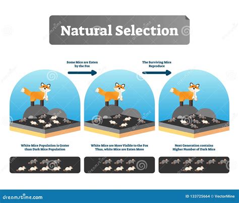 Natural Selection Vector Illustration Explained Scheme With Life