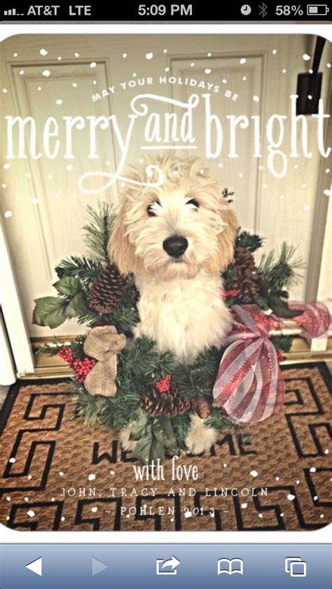 Our Christmas Card Goldendoodle Dogchristmascard