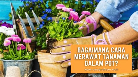 Bagaimana Cara Merawat Tanaman Dalam Pot