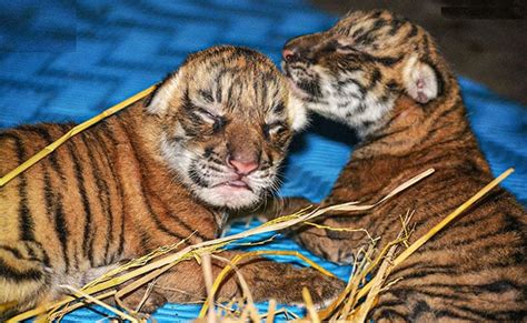 Two Royal Bengal Cubs Born In Assam Zoo See Pics Sure News