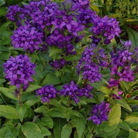 Enhance your garden with purple perennial flowers. Bellflower Seed - Bellflower Superba Perennial Flower Seeds