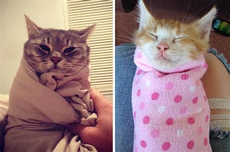 Cats Wrapped Up Like Burritos The Latest Trend To Hit