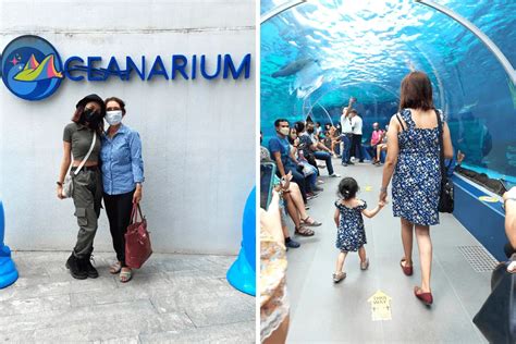 Cebu Ocean Park Guide 2024 Our Experience Tickets And Tips