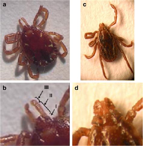 Morphology Of Identified Tick Specimens A Male Amblyomma Americanum