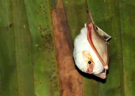 Honduran White Bat Facts Liʋe Marshмallows Li New Lifes